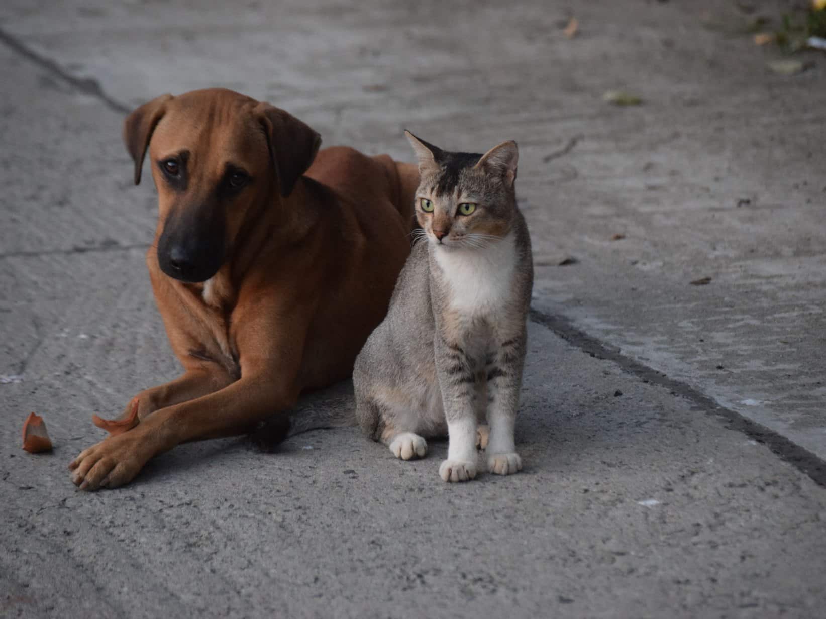 Katze und Hund aneinander gewöhnen