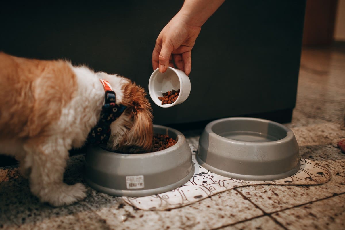 Kleiner Hund frisst Trockenfutter aus einem Napf, eine Hand füllt nach