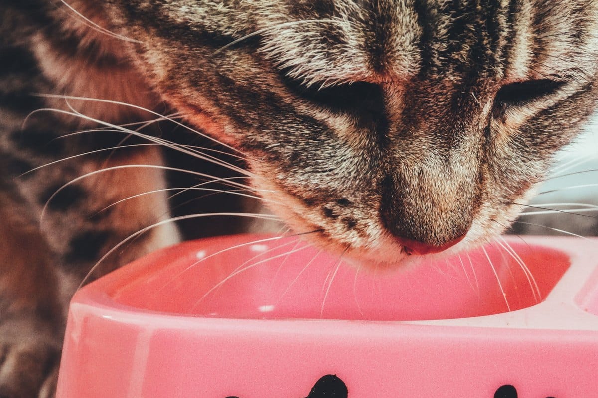 Getigerte Katze frisst aus einem rosa Napf