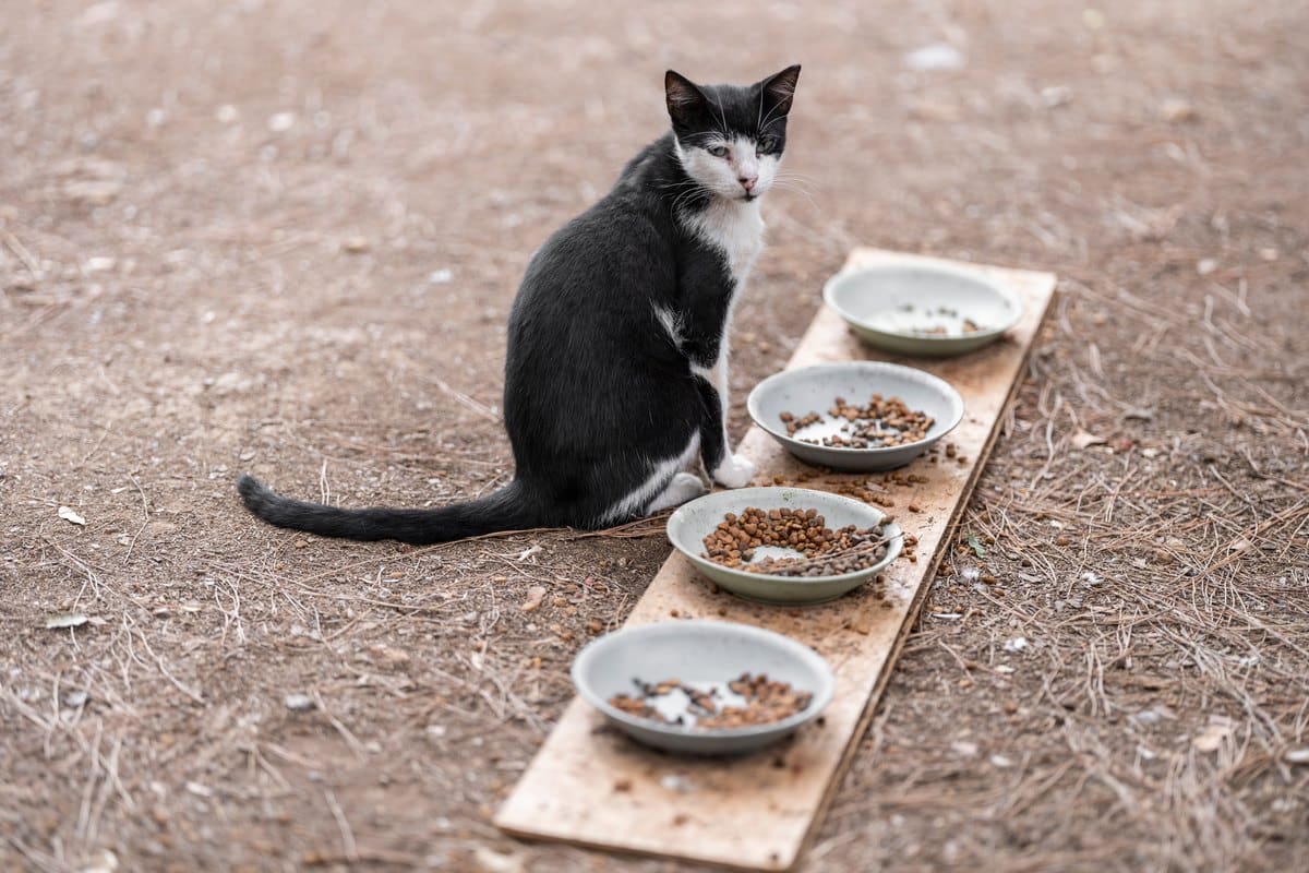 Schwarz-weiße Katze sitzt neben einer Reihe gefüllter Futternäpfe