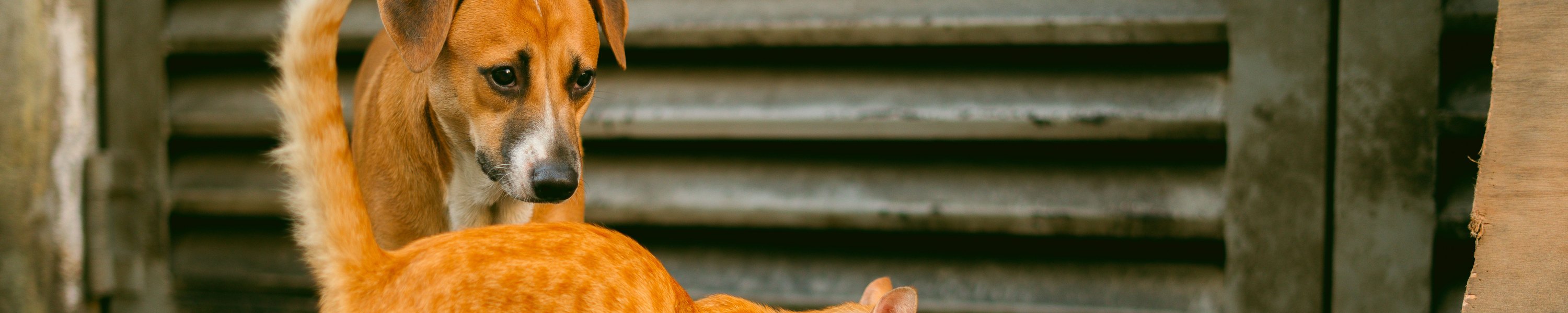 Futter-Rückrufe 2026: Laufend aktualisierte Liste für Hund und Katze