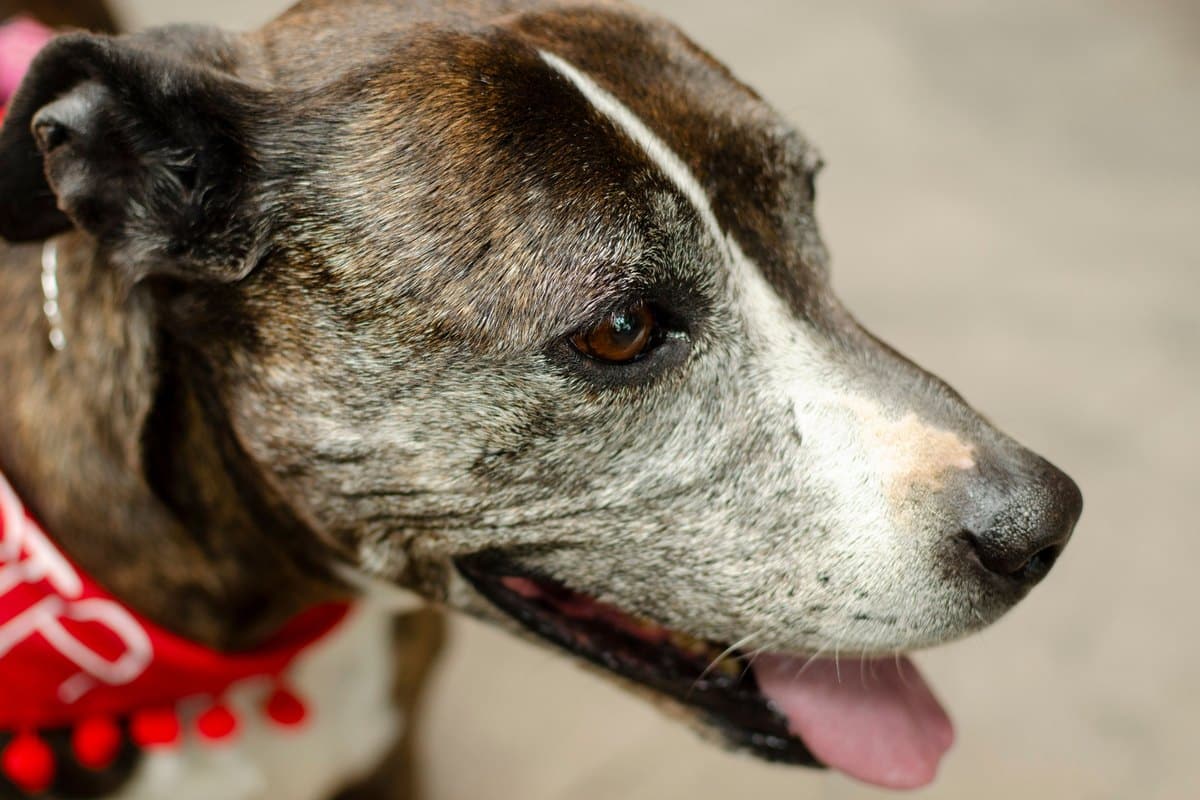 Älterer Hund mit ergrauter Schnauze im Porträt