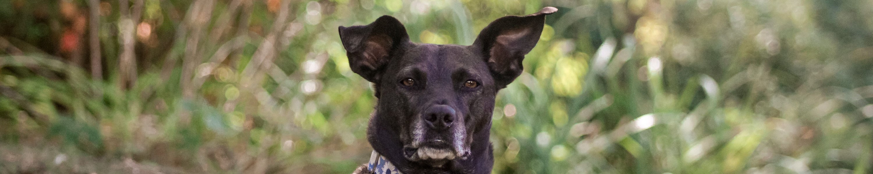 Hundejahre in Menschenjahre umrechnen: Tabelle und Formel