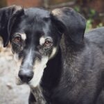 Hundejahre in Menschenjahre umrechnen: Tabelle und Formel