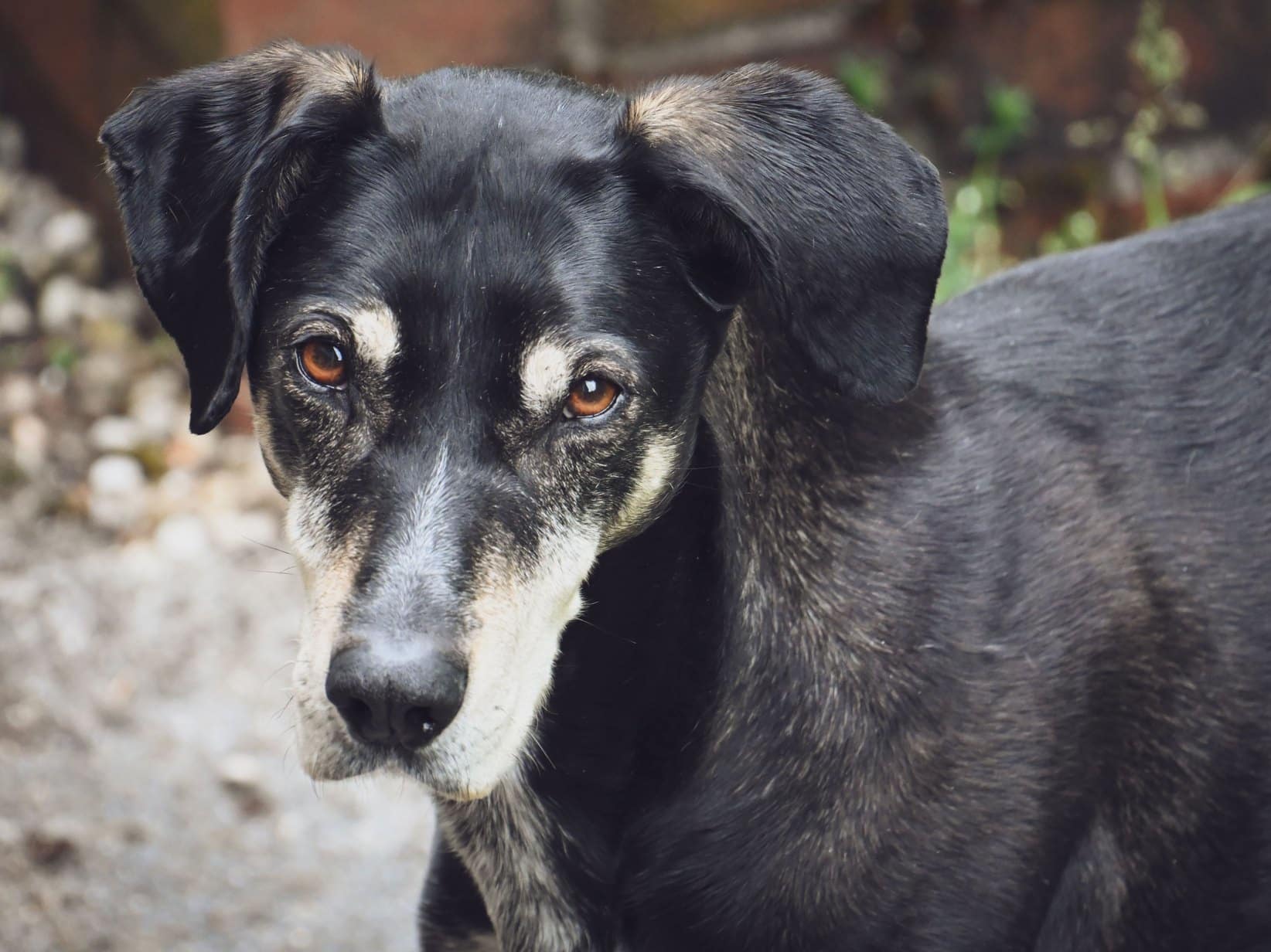 Hundejahre in Menschenjahre umrechnen: Tabelle und Formel