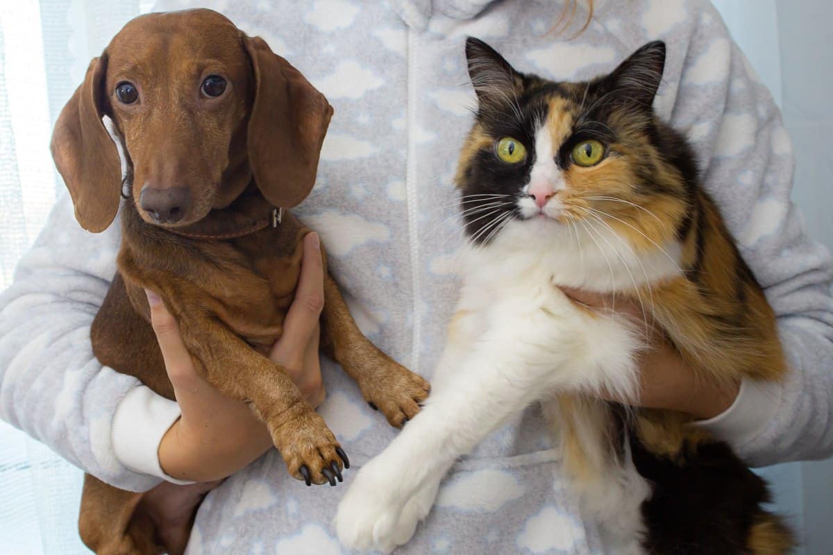 Dackel und dreifarbige Katze auf dem Arm ihrer Halterin