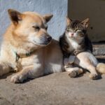 Hundenamen und Katzennamen: Die große Ideensammlung