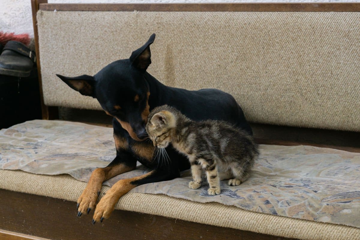 Zwergpinscher kuschelt mit einem getigerten Kätzchen auf dem Sofa