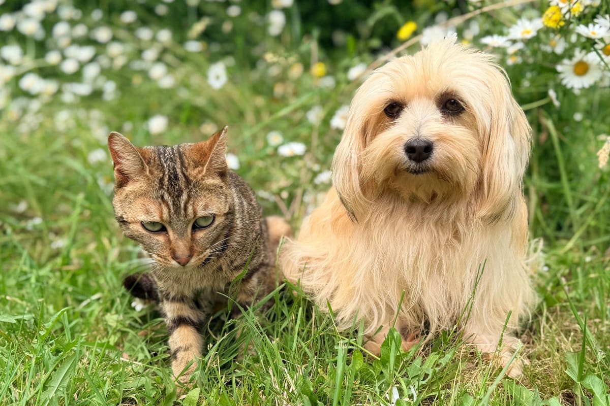Bengalkatze und Yorkshire Terrier sitzen nebeneinander