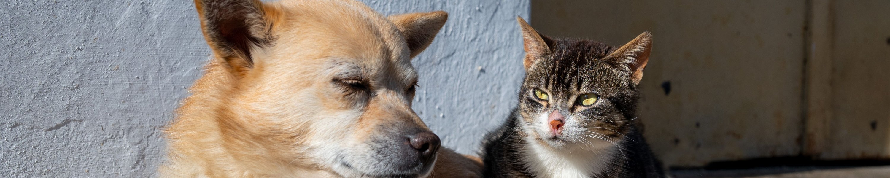 Hundenamen und Katzennamen: Die große Ideensammlung