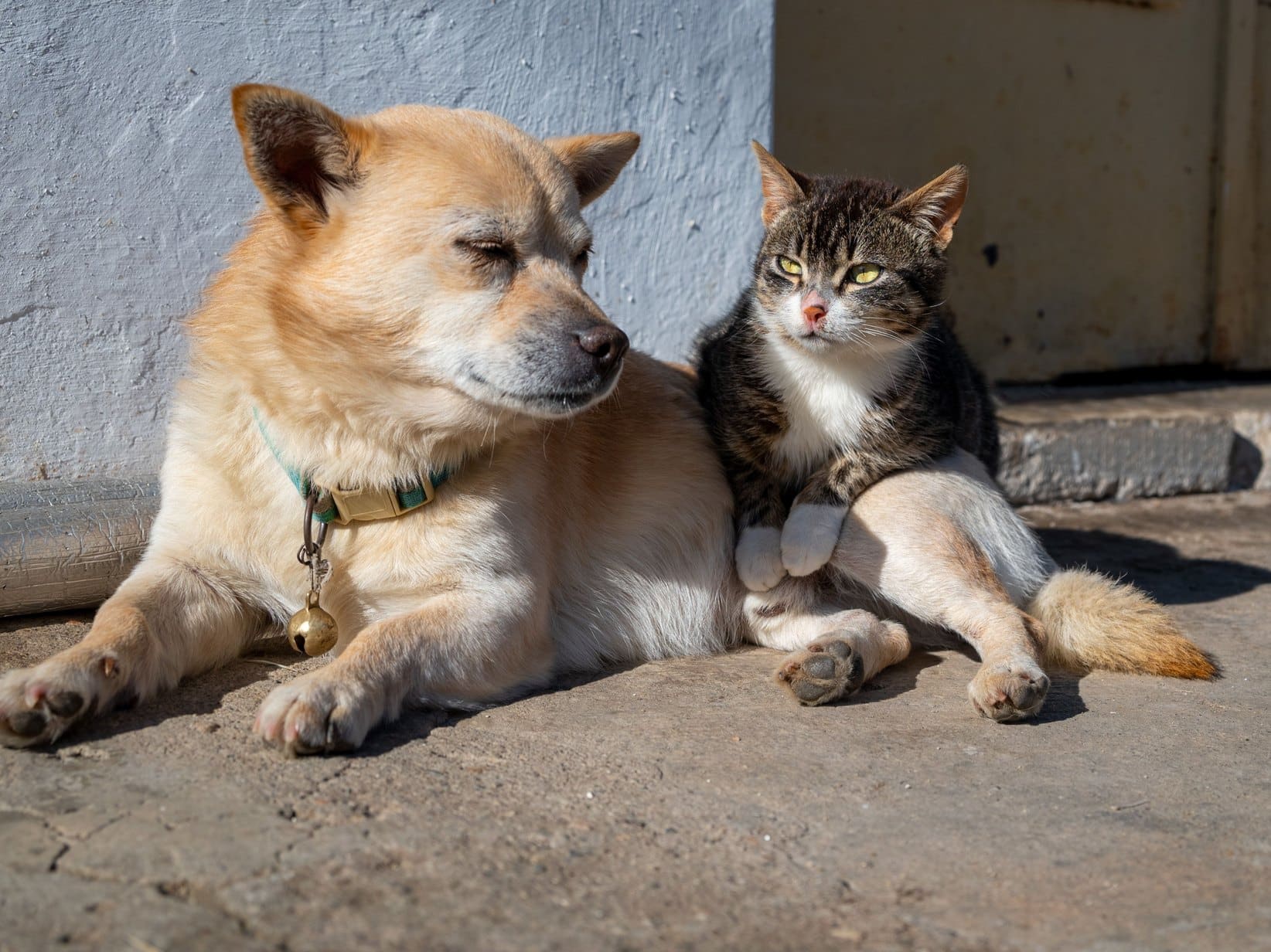 Hundenamen und Katzennamen: Die große Ideensammlung