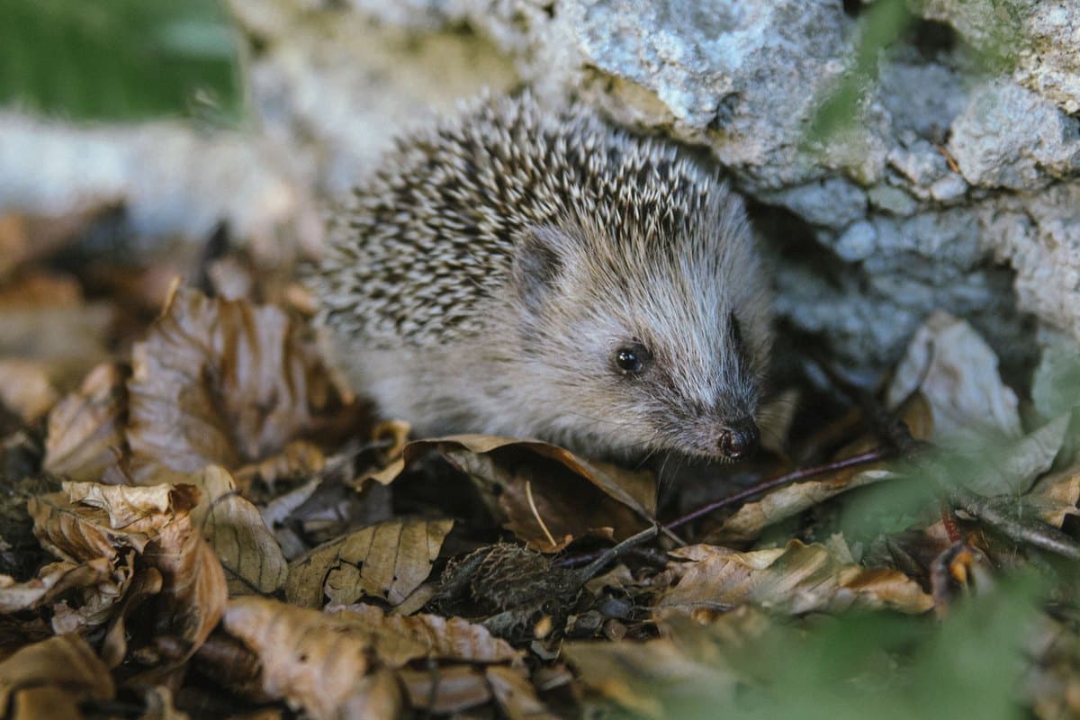 Igel sucht im Herbstlaub nach Futter