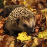 Igel gefunden: Wann er Hilfe braucht und wie du richtig hilfst