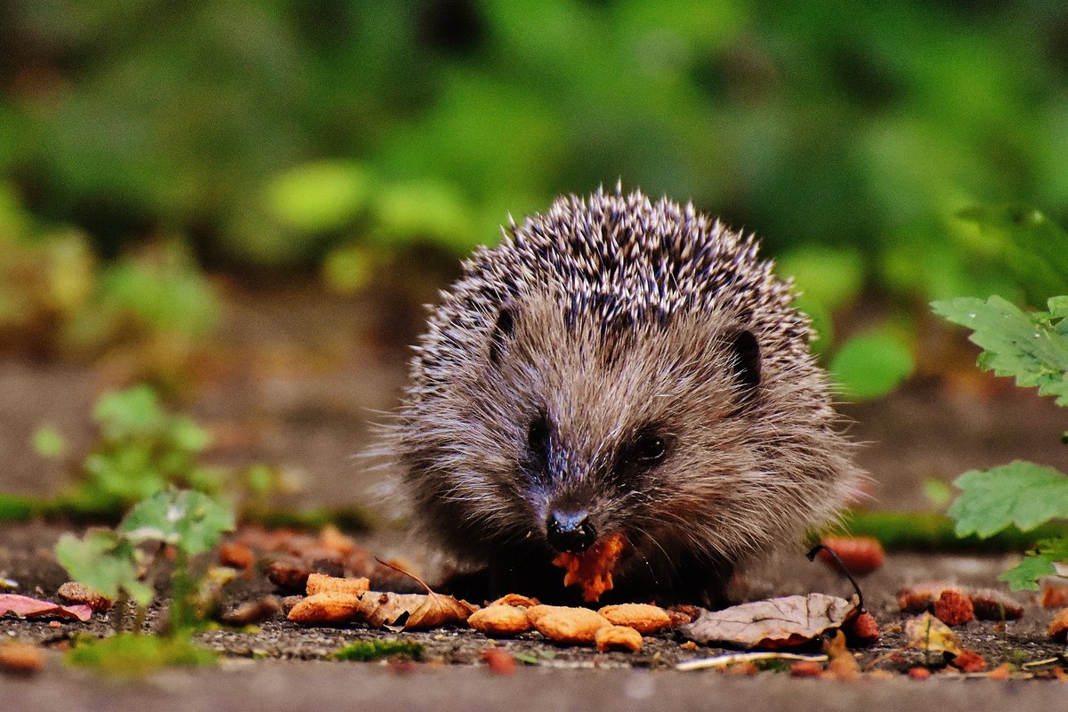 Igel frisst Katzenfutter auf einer Terrasse