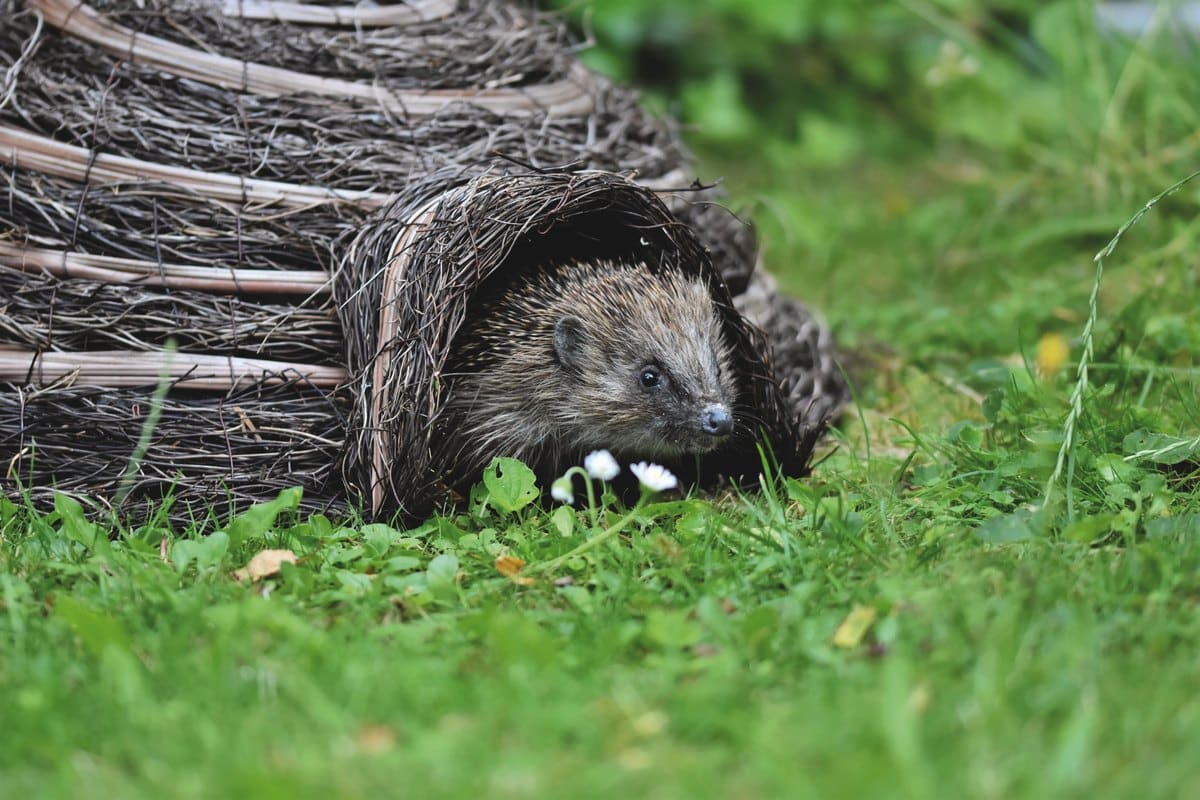 Igel kommt aus einem Igelhaus im Garten