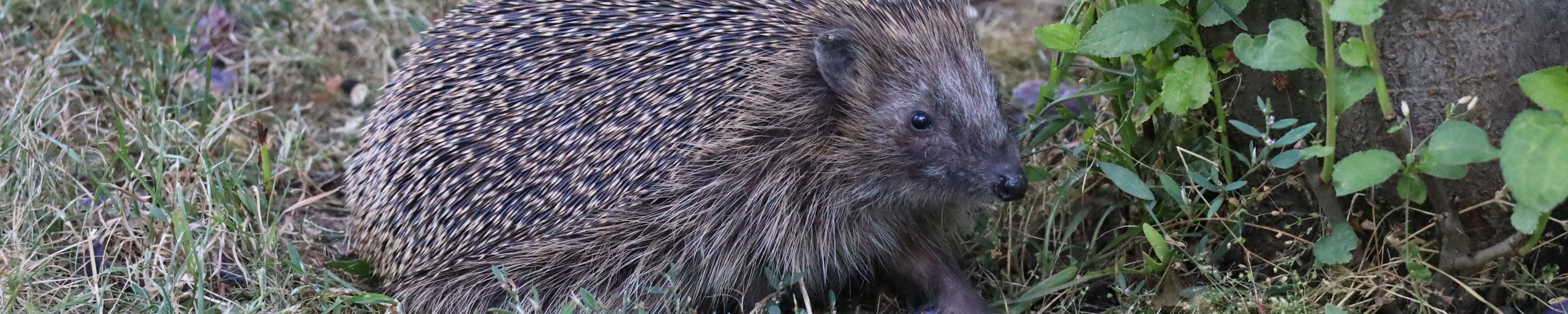 Igel gefunden: Wann er Hilfe braucht und wie du richtig hilfst
