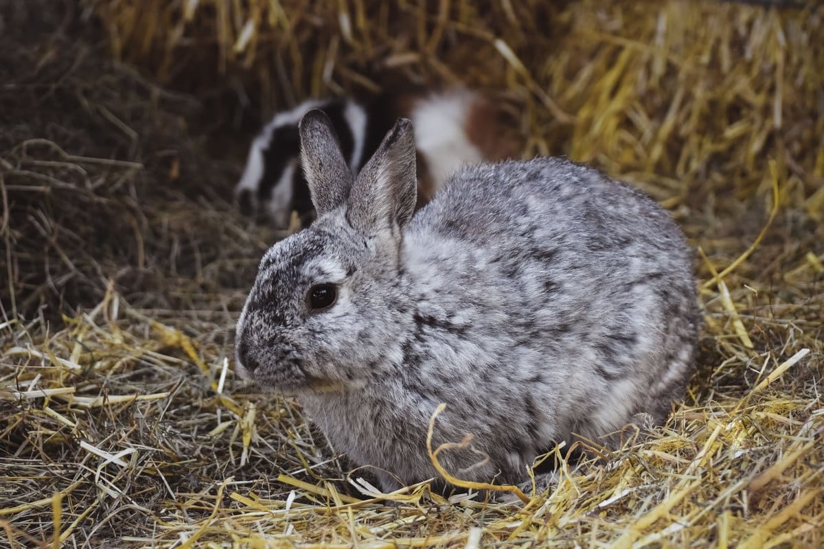 Graues Kaninchen sitzt im Heu, dem wichtigsten Grundfutter