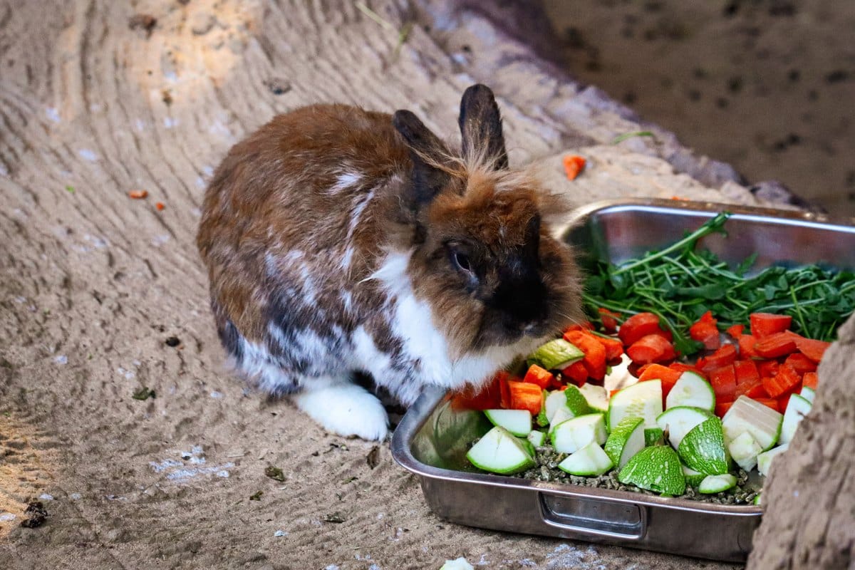 Kaninchen frisst frisches Gemüse und Kräuter aus einer Schale