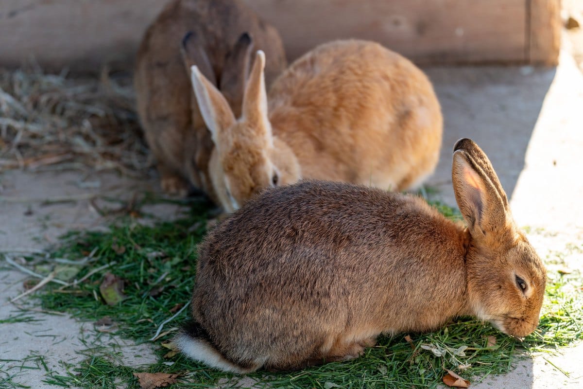 Drei braune Kaninchen fressen gemeinsam frisches Grün