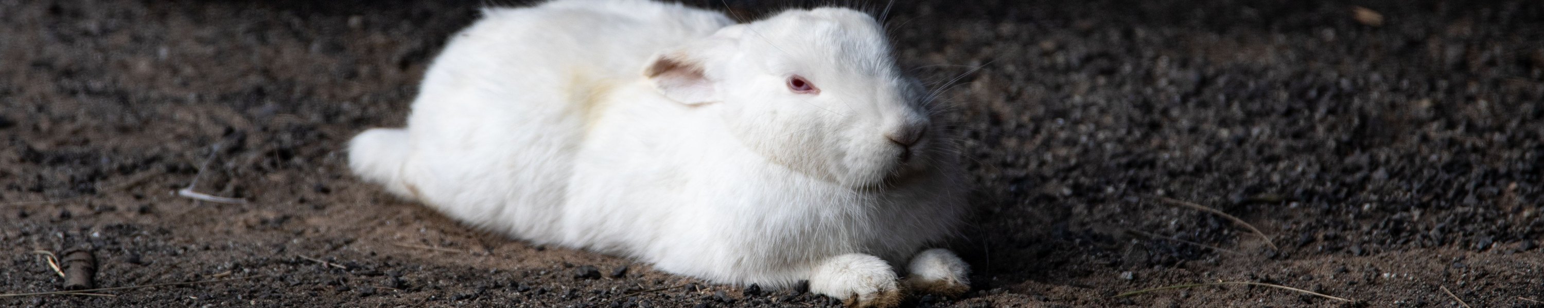 Kaninchen frisst nicht: Verdauungsstillstand ist ein Notfall