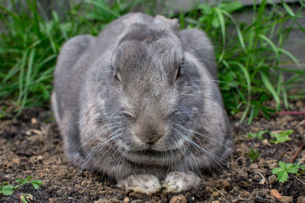 Graues Widderkaninchen liegt entspannt auf Erde zwischen Gräsern