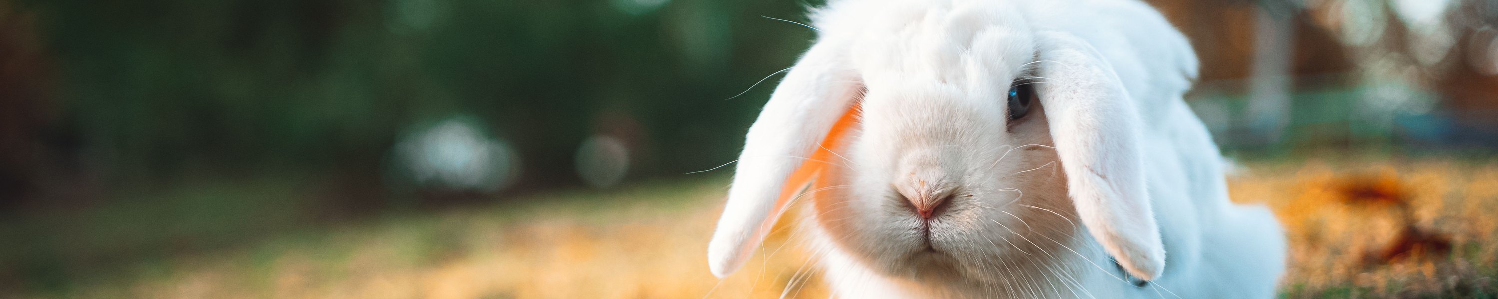 Kaninchen im Winter draußen halten: Außenhaltung sicher gestalten