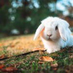 Kaninchen im Winter draußen halten: Außenhaltung sicher gestalten