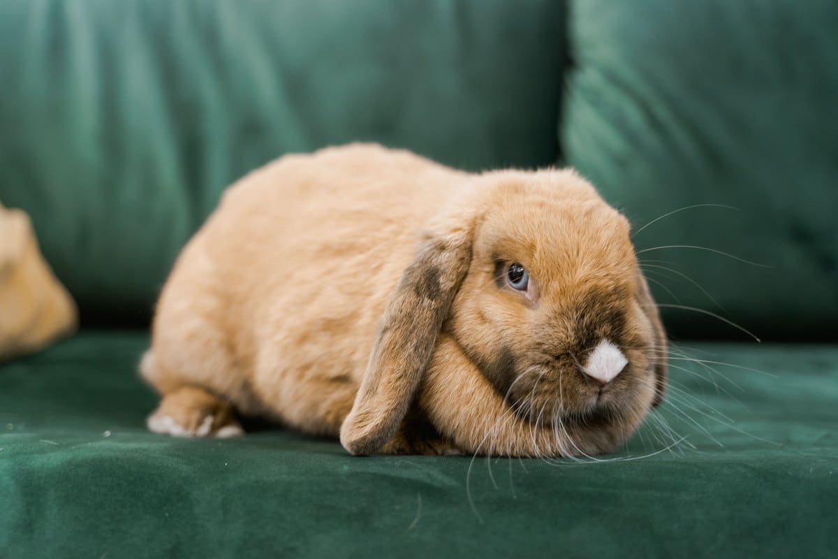 Braunes Widderkaninchen ruht auf einem grünen Sofa