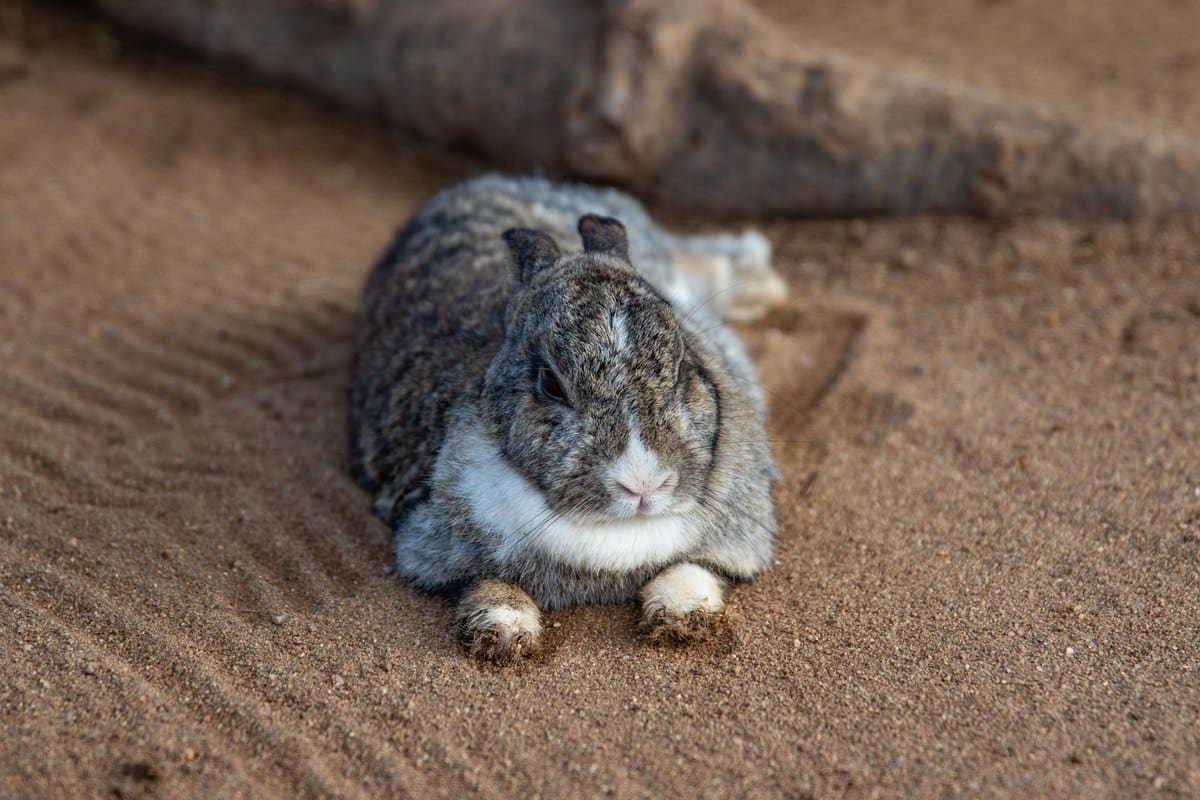 Graues Kaninchen liegt ruhig auf sandigem Boden