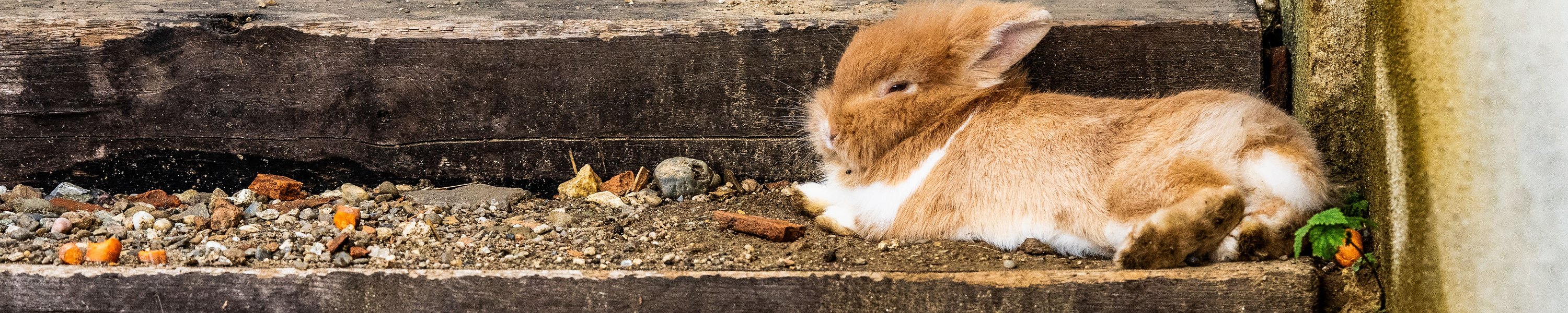 Kaninchen kastrieren: Ablauf, Kosten, Zeitpunkt