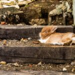 Kaninchen kastrieren: Ablauf, Kosten, Zeitpunkt