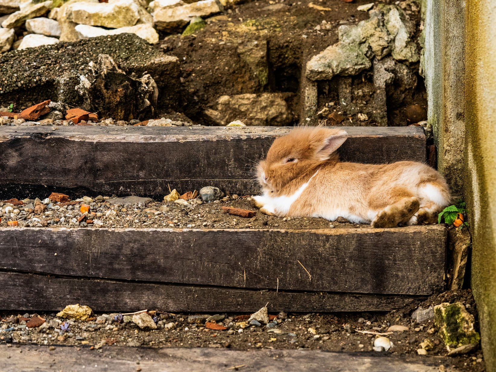 Kaninchen kastrieren: Ablauf, Kosten, Zeitpunkt