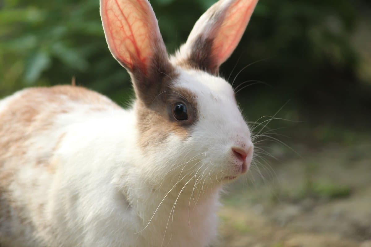 Weiß-braun geschecktes Kaninchen im Grünen