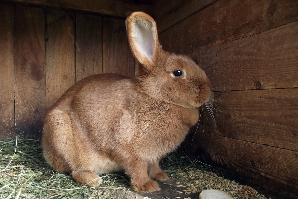 Braunes Kaninchen sitzt in einem sauberen Holzstall mit Heu