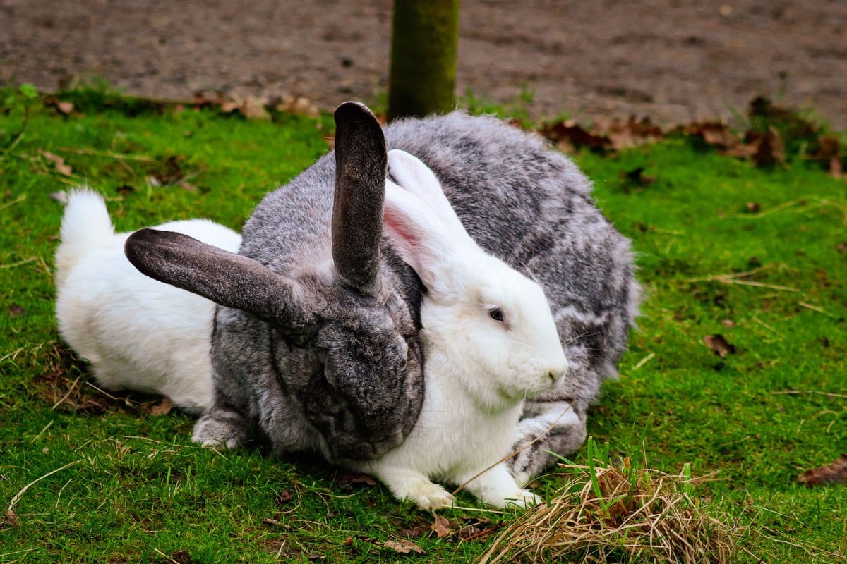 Zwei große Kaninchen ruhen friedlich nebeneinander im Garten