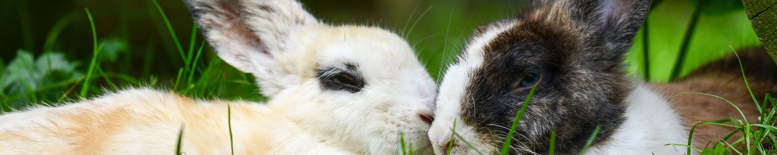 Kaninchen vergesellschaften: Schritt für Schritt