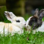 Kaninchen vergesellschaften: Schritt für Schritt