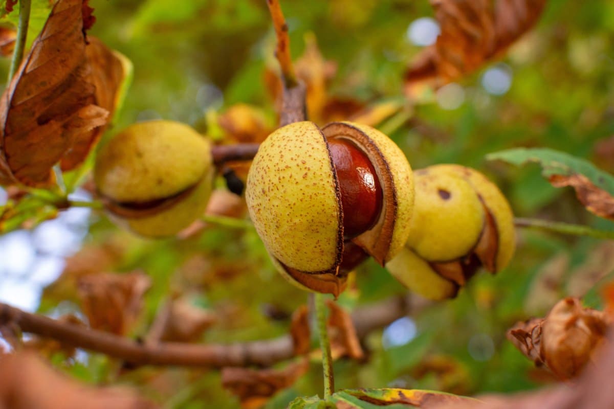 Rosskastanien in aufgeplatzten Schalen am Baum
