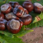 Dürfen Hunde Kastanien essen? Herbstgifte für Hund und Katze im Überblick