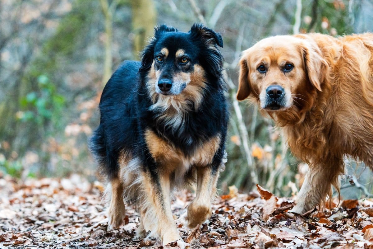 Zwei Hunde laufen durch einen Wald mit Herbstlaub