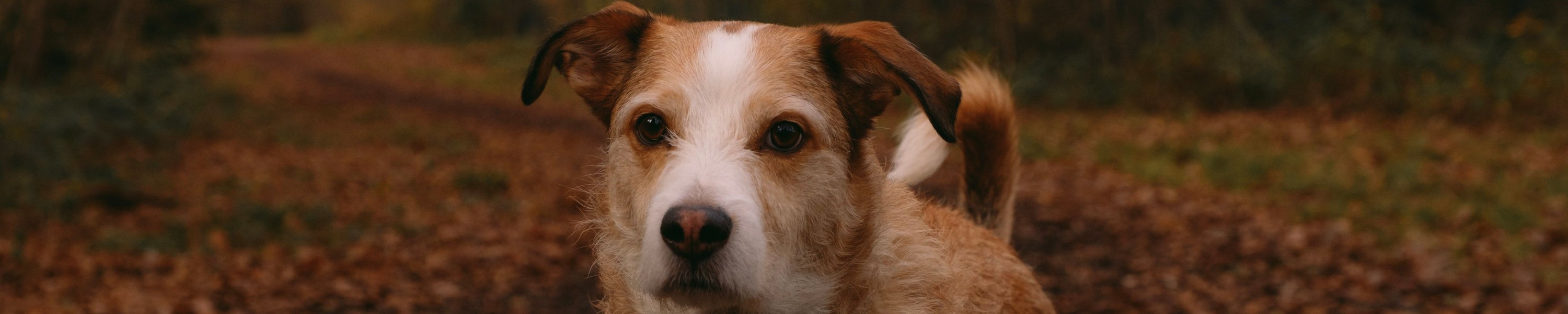 Dürfen Hunde Kastanien essen? Herbstgifte für Hund und Katze im Überblick