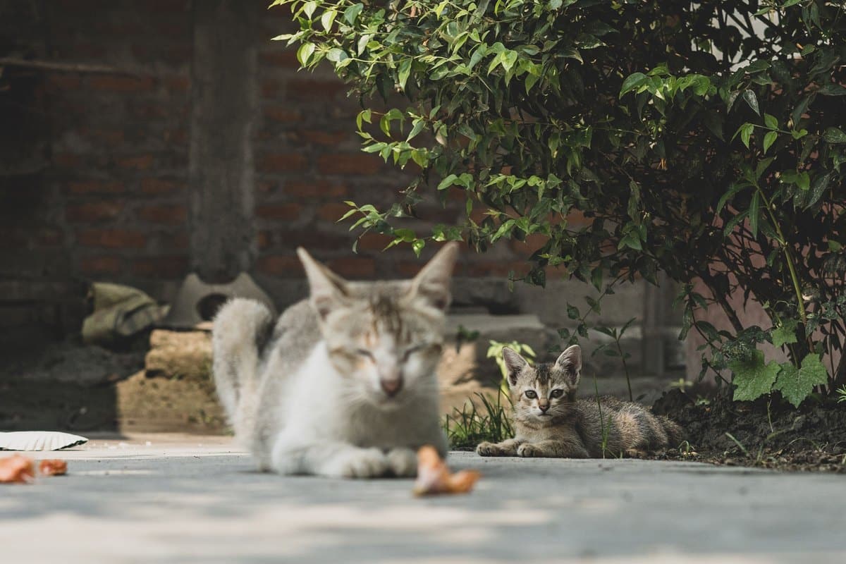 Zwei Katzen ruhen draußen unter einem Busch