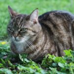 Kastrationspflicht für Katzen: Wo sie 2026 gilt und was sie kostet