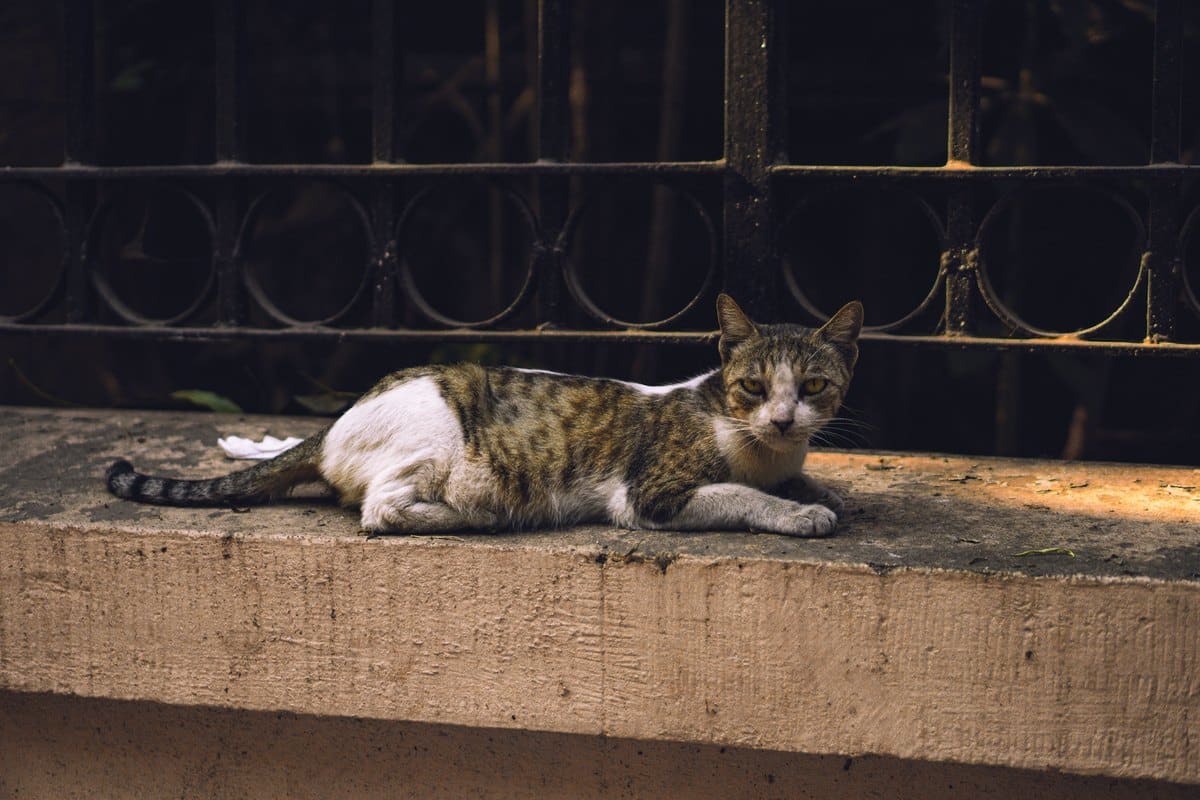 Getigerte Katze liegt auf einer Mauer