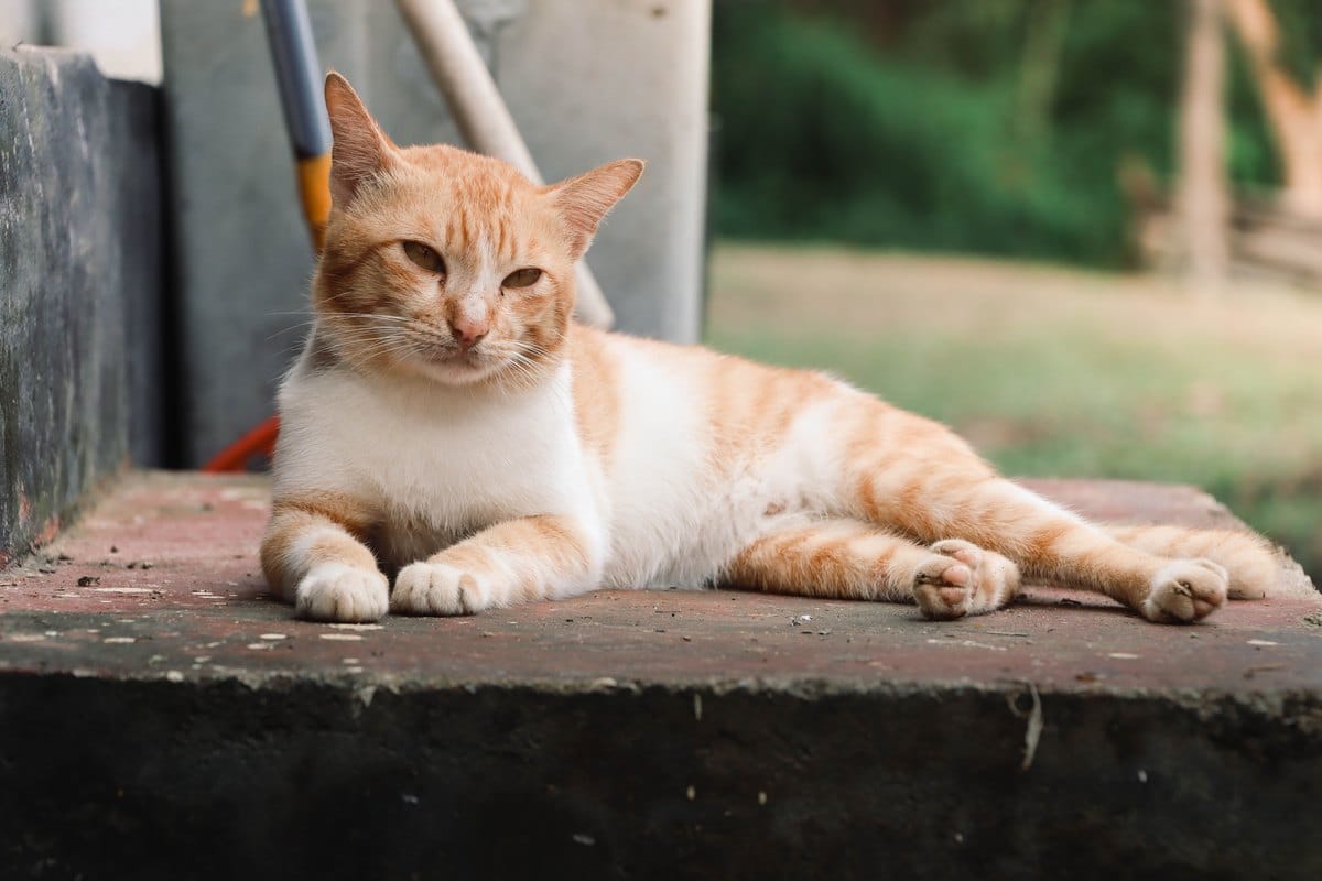 Rot-weiße Katze liegt auf einer Treppe im Garten