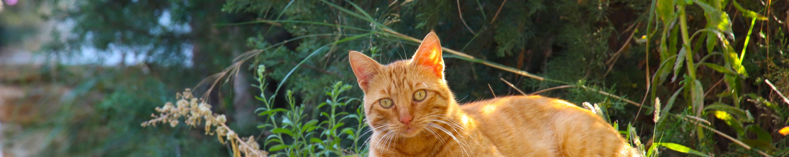 Kastrationspflicht für Katzen: Wo sie 2026 gilt und was sie kostet