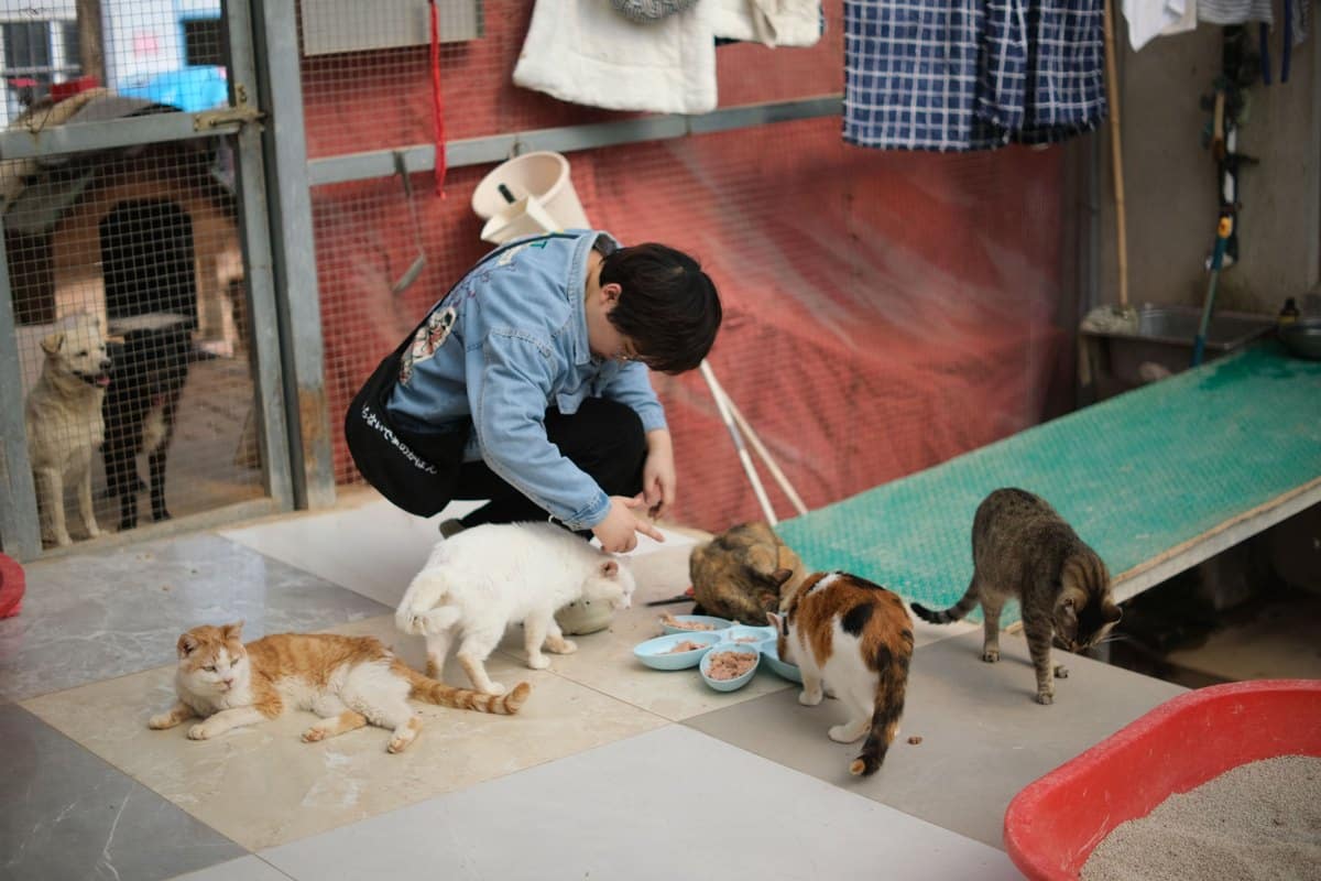 Tierpflegerin füttert Katzen im Tierheim