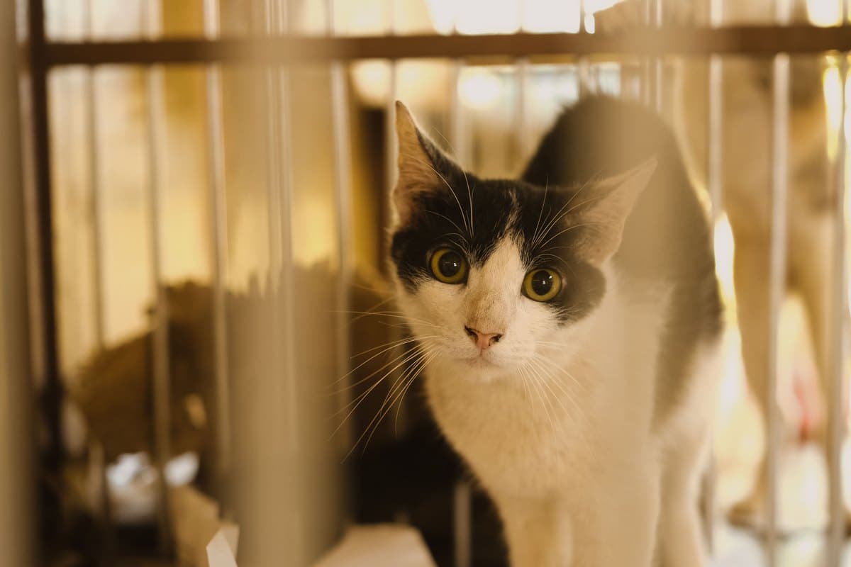 Schwarz-weiße Katze wartet in einem Gehege