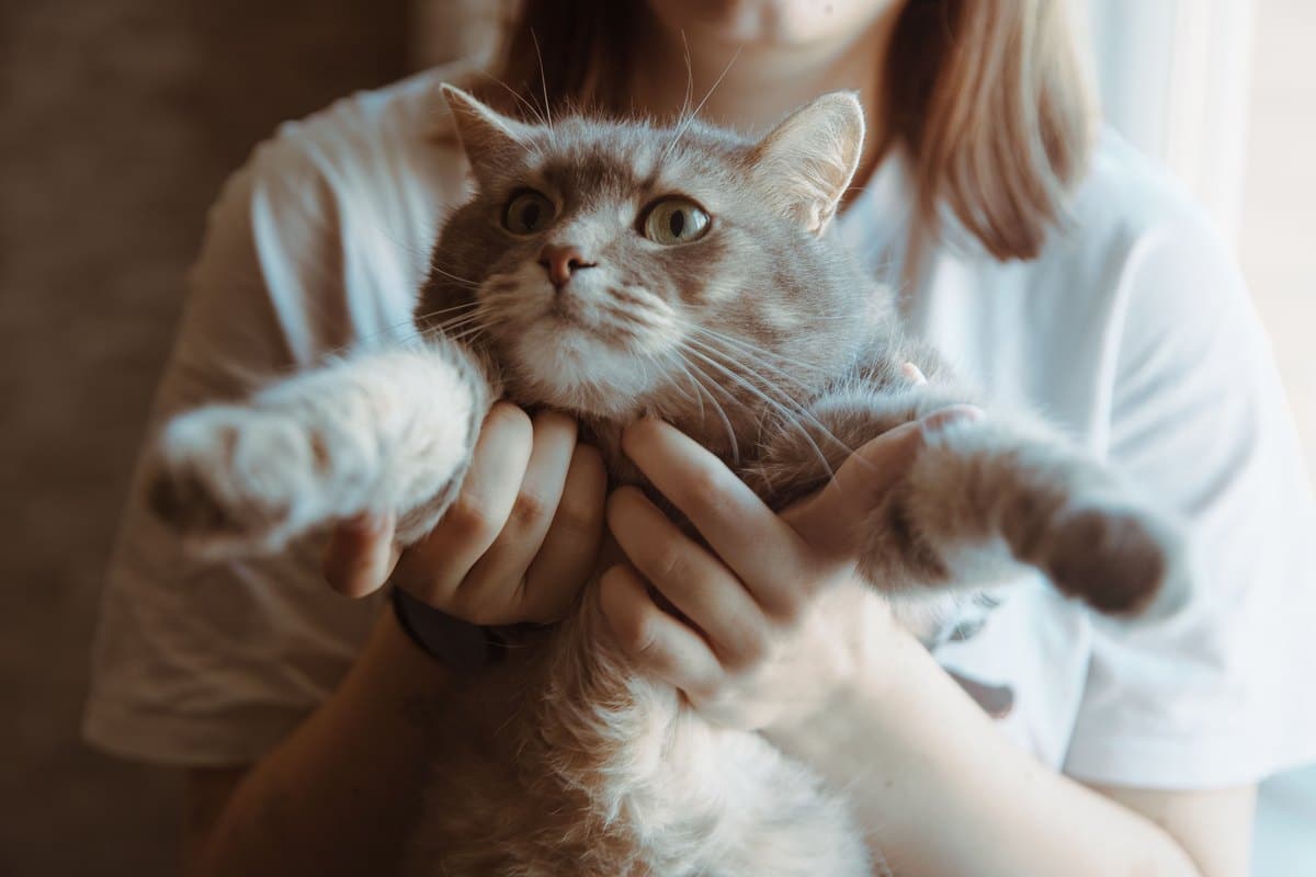 Frau hält eine graue Katze liebevoll im Arm
