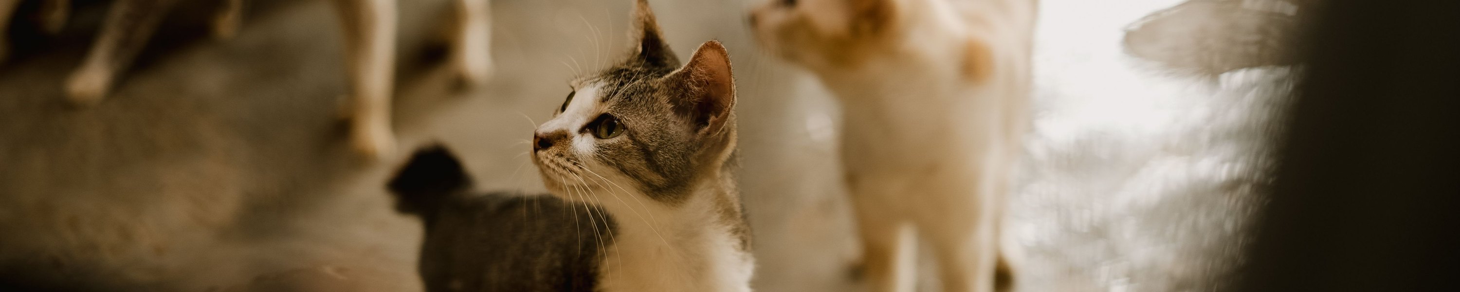 Katze adoptieren: Ablauf und Kosten in Österreich und Deutschland